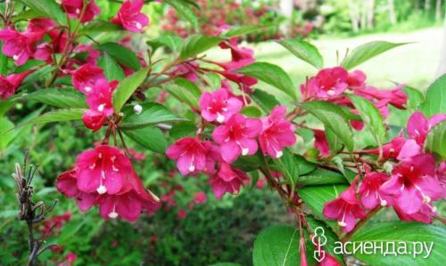 Как правильно ухаживать за зимостойкими декоративными кустарниками. Как правильно готовить к зимовке дачные кустарники