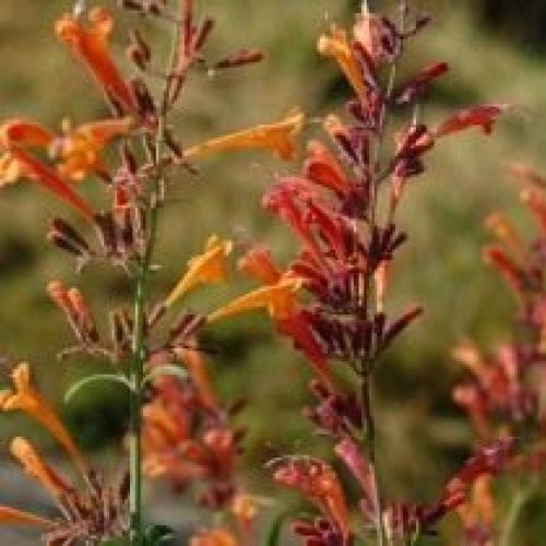 Откуда происходит метла мексиканская лофант. Виды и сорта лофанта