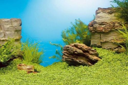 Как правильно нарисовать фон для аквариума на стене. Декоративный фон для аквариума — необходимость или излишество?