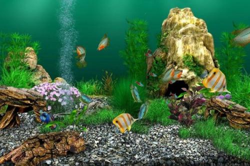 Как правильно нарисовать фон для аквариума на стене. Декоративный фон для аквариума — необходимость или излишество?