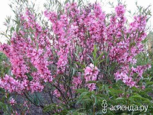 Как правильно ухаживать за зимостойкими декоративными кустарниками. Как правильно готовить к зимовке дачные кустарники