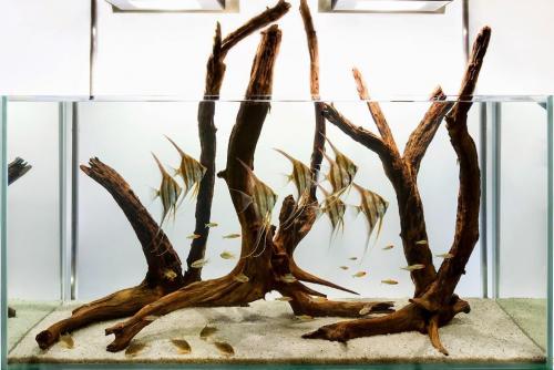 Аквариум на стене: простые шаги для создания живописной композиции 02