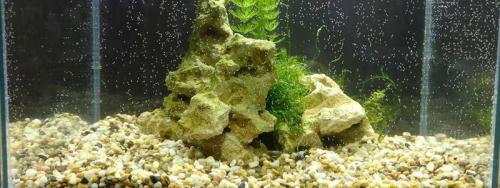 Аквариум на стене: простые шаги для создания живописной композиции 23