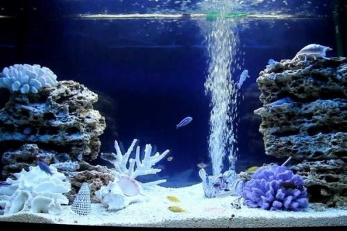 Как правильно нарисовать фон для аквариума на стене. Декоративный фон для аквариума — необходимость или излишество?