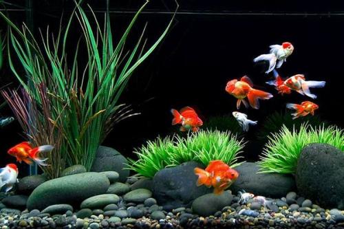 Как правильно нарисовать фон для аквариума на стене. Декоративный фон для аквариума — необходимость или излишество?