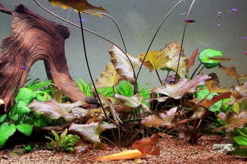 Как правильно нарисовать фон для аквариума на стене. Декоративный фон для аквариума — необходимость или излишество?