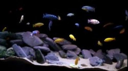 Как выбрать цветовую гамму для аквариума на стене. ВЫБИРАЕМ ЦВЕТ ФОНА