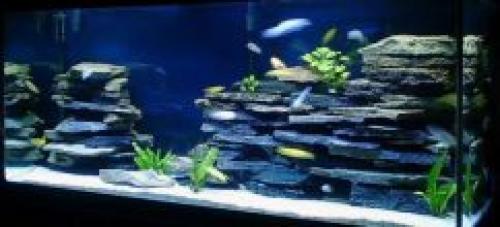 Как выбрать цветовую гамму для аквариума на стене. ВЫБИРАЕМ ЦВЕТ ФОНА