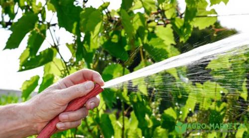 Как правильно посадить северный виноград и ухаживать за ним 13 Как правильно посадить северный виноград и ухаживать за ним 13