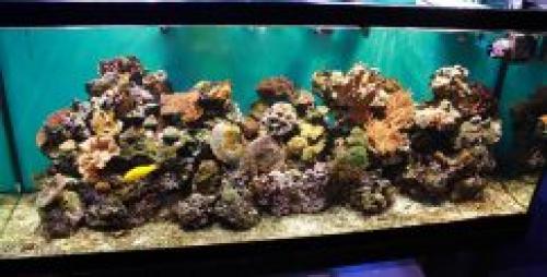 Как выбрать цветовую гамму для аквариума на стене. ВЫБИРАЕМ ЦВЕТ ФОНА