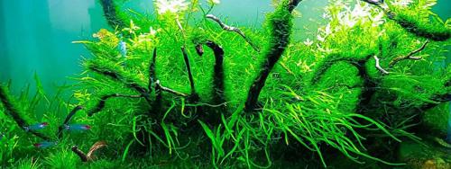 Аквариум на стене: простые шаги для создания живописной композиции 22