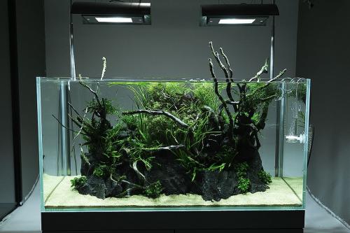 Аквариум на стене: простые шаги для создания живописной композиции 01