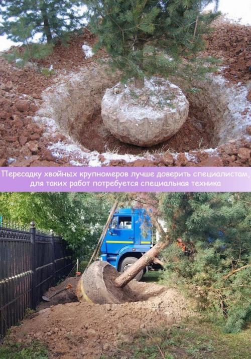 Пересадка хвойных крупномеров. Выбираем время правильно