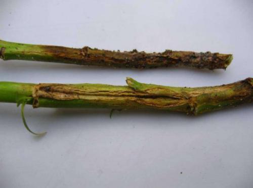 У флоксов бледные листья. Чем болеют флоксы