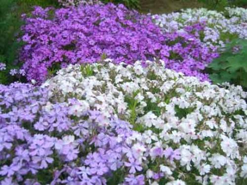 Размножение флокса шиловидного черенками. Флокс шиловидный: выращивание, размножение и уход