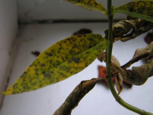 У флоксов бледные листья. Чем болеют флоксы