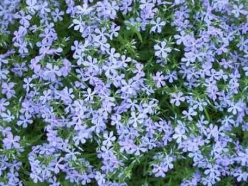 Размножение флокса шиловидного черенками. Флокс шиловидный: выращивание, размножение и уход