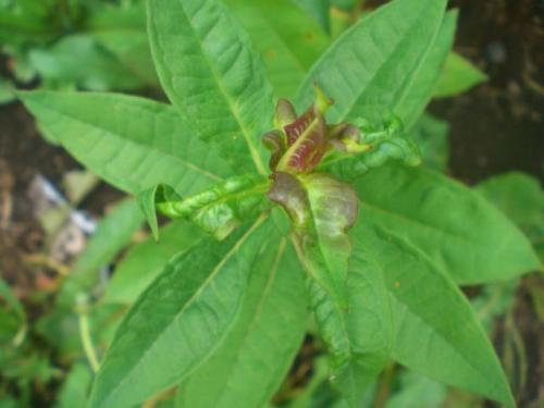 У флоксов бледные листья. Чем болеют флоксы