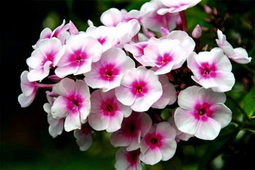 Размножение флоксов черенками летом и осенью. Стеблевыми черенками 16