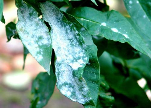 У флоксов бледные листья. Чем болеют флоксы