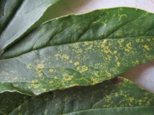 У флоксов бледные листья. Чем болеют флоксы