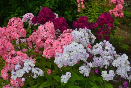 Черенкование флоксов в сентябре. Сроки посадки и пересадки многолетних флоксов осенью
