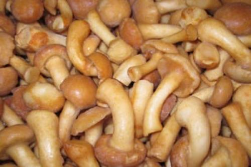 Как долго хранится грибная икра со сладким перцем на зиму. Грибная икра замороженная