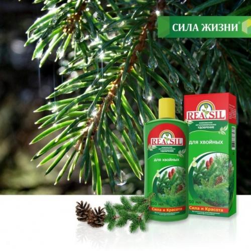 Как обеспечить оптимальную температуру для хвойных растений. Что делать в летний период?