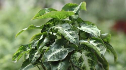 Сингониум уход в домашних условиях. Сингониум: виды и уход в домашних условиях