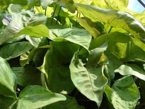 Описание сингониума и его выращивание в доме. Описание и происхождение растения 12