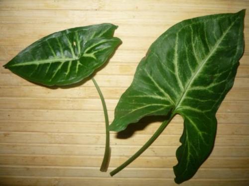 Описание сингониума и его выращивание в доме. Описание и происхождение растения 04