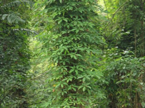 Описание сингониума и его выращивание в доме. Описание и происхождение растения 02