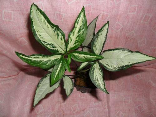 Описание сингониума и его выращивание в доме. Описание и происхождение растения 03