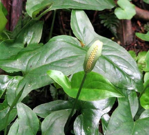 Описание сингониума и его выращивание в доме. Описание и происхождение растения