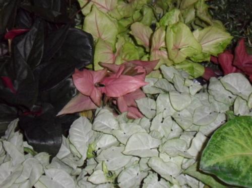 Описание сингониума и его выращивание в доме. Описание и происхождение растения 06