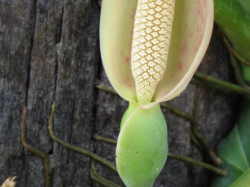 Описание сингониума и его выращивание в доме. Описание и происхождение растения 05