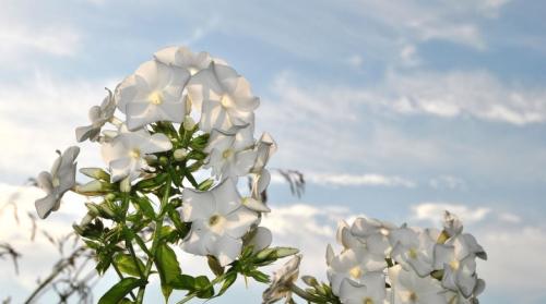 Флокс многолетний белый. Белые сорта флоксов