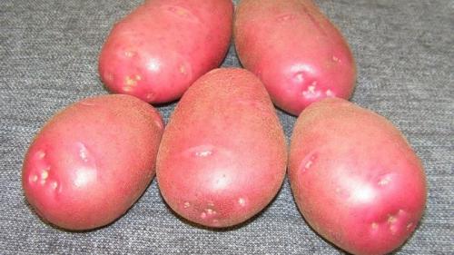 Какие особенности имеет сорт Любава. Неприхотливый раннеспелый сорт картофеля «Любава» для длительного хранения