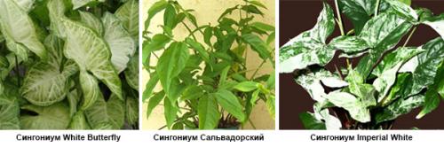 Сингониум сорта. Сорта сингониума