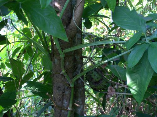 Сингониум ножколистный уход. Описание растения