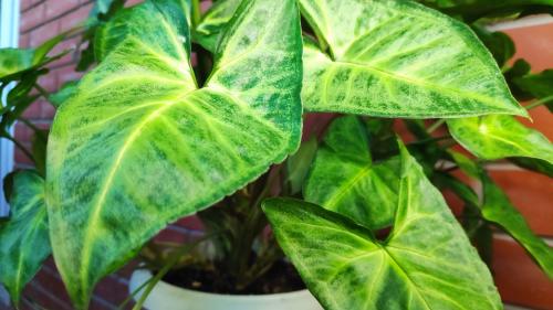 Сингониум размножение. Как ухаживать за сингониумом: разбираемся в деталях