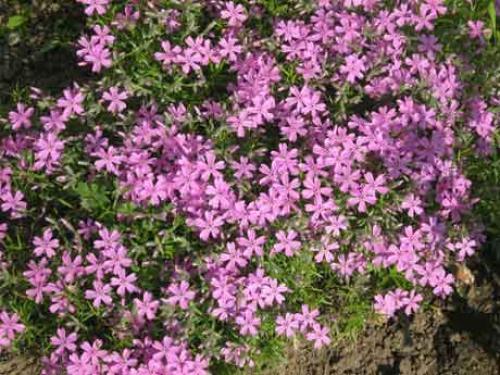 Флокс шиловидный - размножение черенками. Флокс шиловидный: выращивание, размножение и уход