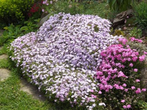 Флокс шиловидный в ландшафтном дизайне. Описание растения