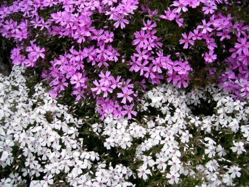 Шиловидный флокс осенью Рассаживаем Делим.. Правильно ухаживаем