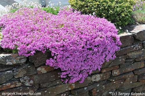 Флокс шиловидный описание. Флокс шиловидный