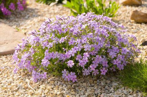 Флокс шиловидный в ландшафтном дизайне. Описание растения
