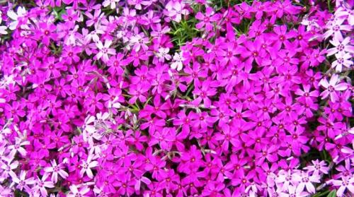 Флокс шиловидный в ландшафтном дизайне. Флокс шиловидный: описание, сорта, посадка и уход