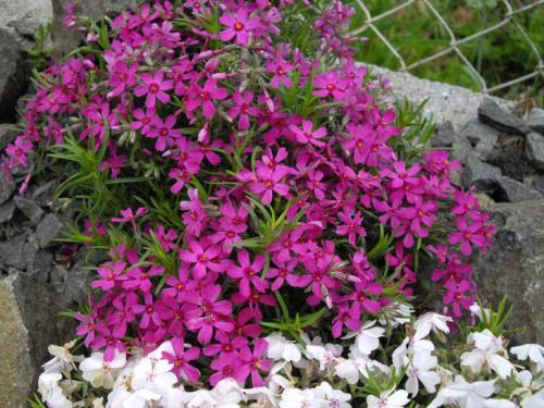 Шиловидный флокс осенью Рассаживаем Делим.. Правильно ухаживаем