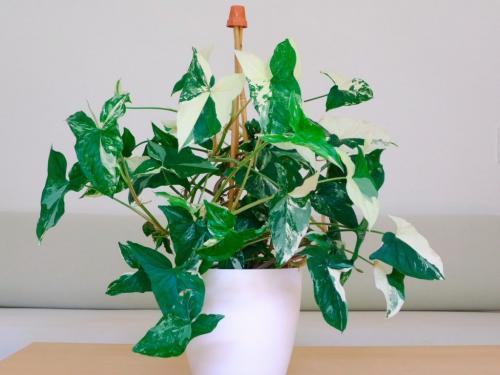 Сингониум ауритум. Сингониум цветок. Виды и сорта с фото. Уход и размножение