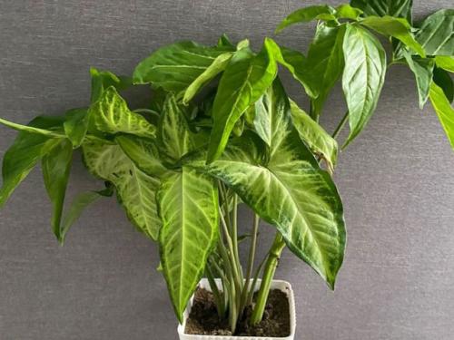 Сингониум виды. Основные виды с фото и названиями